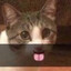 mvsj