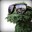 Kush in bush