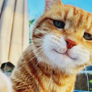 鲨鱼辣椒南海狂飙，