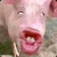 PIG_yobaboink