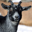 ThroatGoat