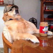 InsomniDog