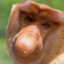 Proboscis Monkey