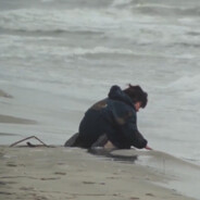 喜欢鱼籽村拌饭