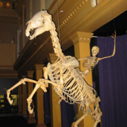 Skelebone