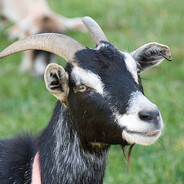 send goat pics