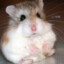 Hamster