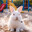 Randola The White Rabbit Eaz