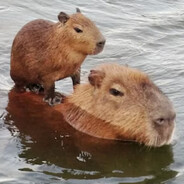 einkleinescapybara