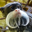 tamarin