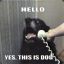 Hello Yes, This Is Dog