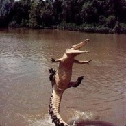 Flying crocodile
