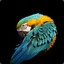 macaw