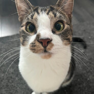 Snickers avatar