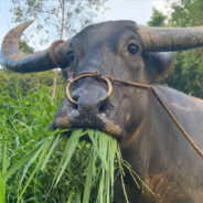 吃盒饭勉强度日咨询