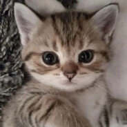 Акула из Италии