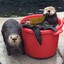 bucketsofotters