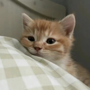 穿小码裤衩，享大屌人生