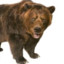 Senator Bear