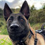 LETHAL FORCE ENFORCER