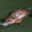 Platypus