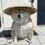 Shiba
