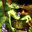 陈皮鸡