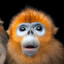 Golden Snubbed-Nose Monkey