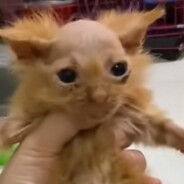 Sigma Rizzler Cat