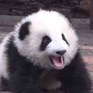 愤怒 de`Panda