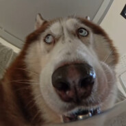 偶遇请说神医好