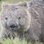 wombat junction