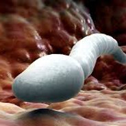 Отчимус Прайм