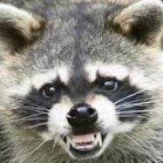 RacOOn