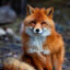 Foxloxy