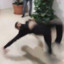 Backflip Horente