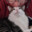 The Catfather