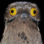 Common Potoo