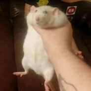 SquishRaT