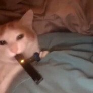 𝕸𝖎𝖉𝖓𝖎𝖌𝖍𝖙