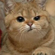 martinho 's avatar