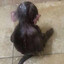 L`Barso