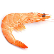 Shrimply Better
