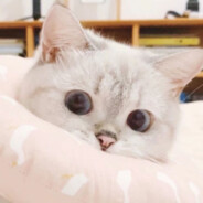 崩坏星穹铁道高手