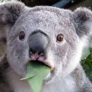 胡牌只胡龙七对