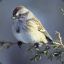 American Sparrow