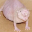 Dontavious