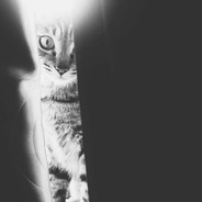 Cherry🐰blossomsMarch