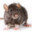 RAT Steam avatar