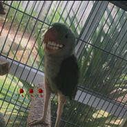 ZUMBULABUMBULA